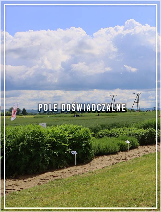 POLE DOŚW